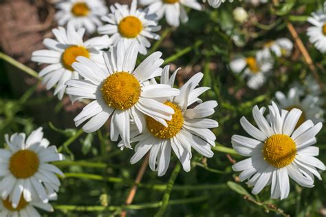 Daisies From Above Beautiful White Meadow Flower Background Photo