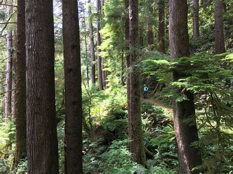 Oregon — Old Growth Forest Network