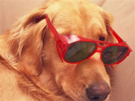 11 Reasons Dogs Are Better Than Cats Business Insider