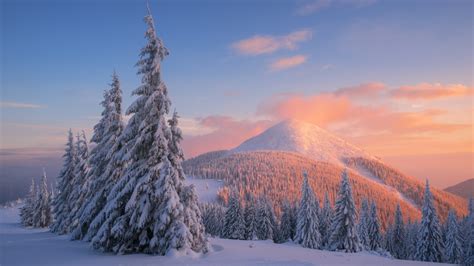 Wallpaper Carpathian Mountains Snow Winter Sunset Pine