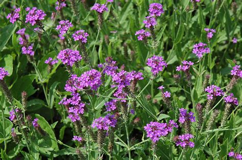 Polaris Verbena Verbena Rigida Polaris In Wilmette Chicago Evanston