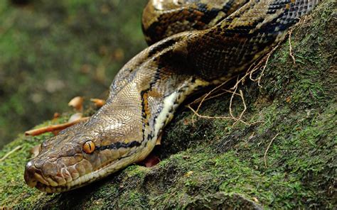 Reticulated Python The Longest Snake