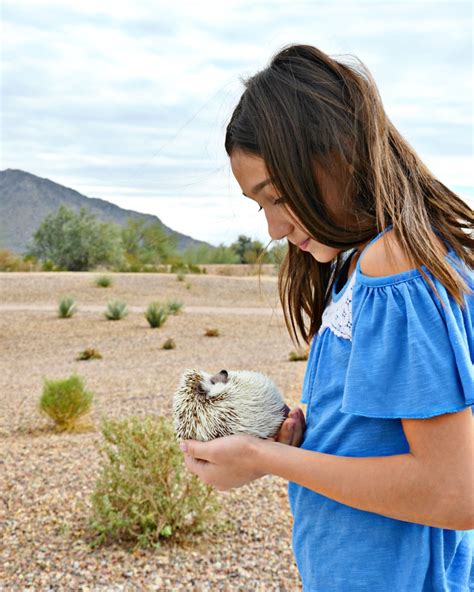 Do Hedgehogs Make Good Pets for Kids? - Brie Brie Blooms