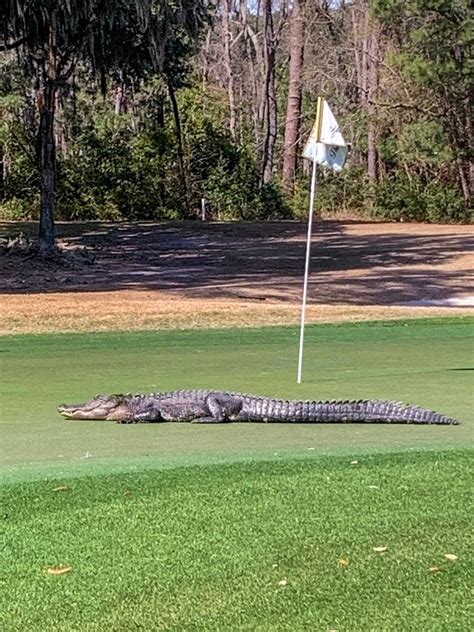 Hilton Head Alligator On Golf Course During Mating Season Charlotte