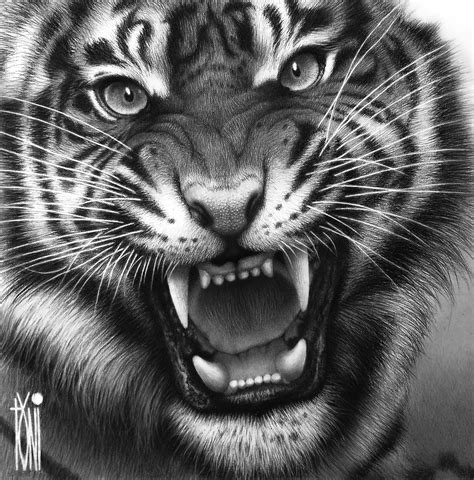 Fierce White Tiger Drawing