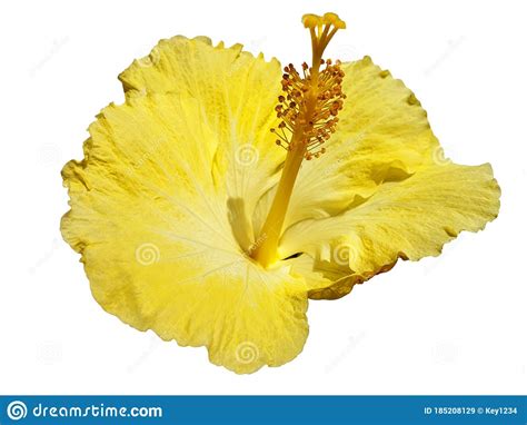 Yellow Hibiscus Flower Isolated Stock Image Image Of Intside