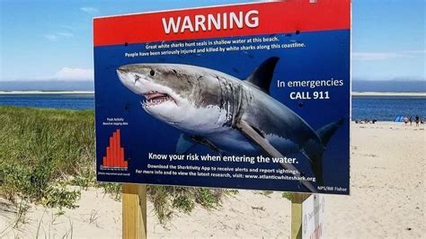 Petition · White Shark Safety And Awareness Signs On South Shore