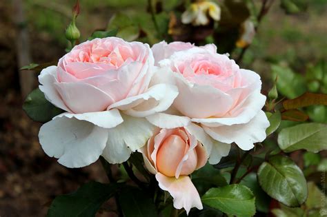 Rise of the golden girls. Rose 'André le Nôtre ®', (Meilland, 2001), Hybrid Tea — Ро ...