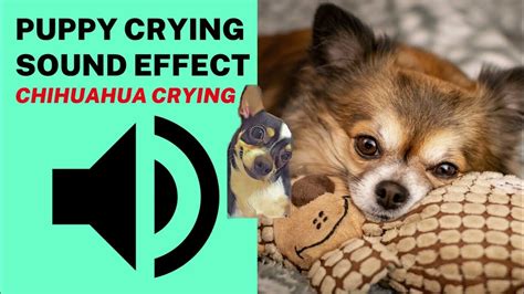 Puppy Crying Sound Effect Chihuahua Crying Youtube