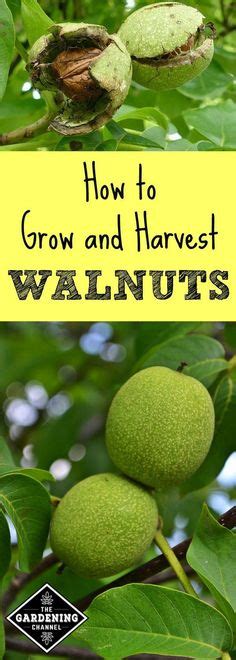 Learn How To Grow Walnut Trees And The Benefits To Growing Black Or English Walnuts