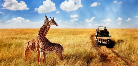 Here's exactly how much to budget for everything you'll need to have an awesome trip. The Real Cost of an African Safari: From Budget to ...