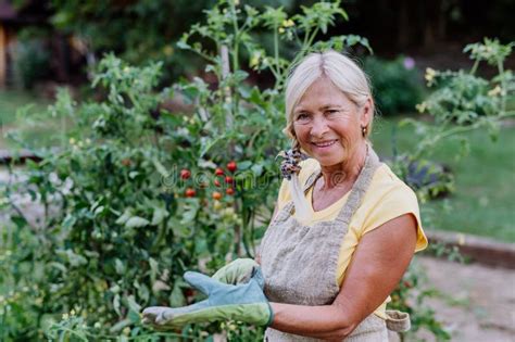 Senior Woman Taking Care Of Vegetable Plants In Her Garden Stock Image