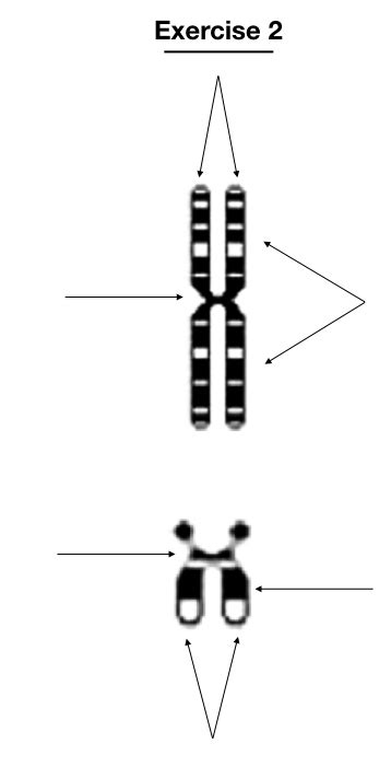 Best Karyotyping Activities And Assignments Karyotypinghub