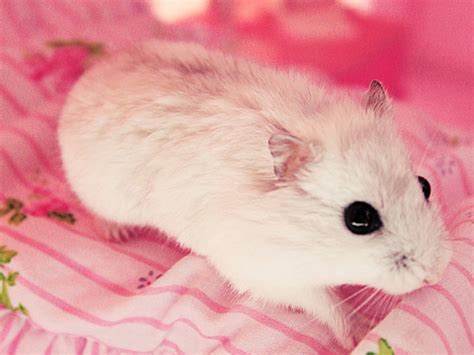 76 Cute Hamster Wallpaper