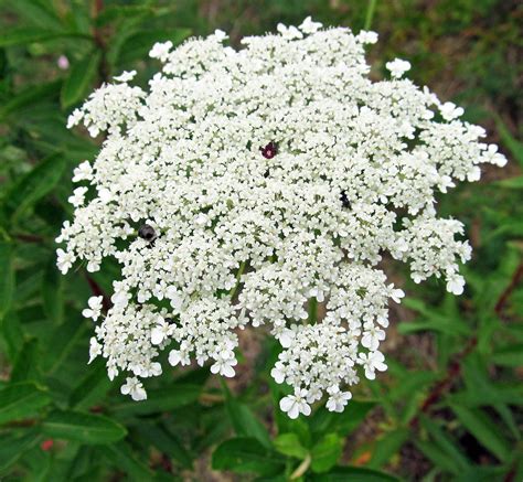 Queen Anne S Lace Daucus Carota Photographed July In Center
