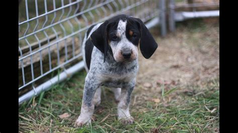 Fun And Silly Bluetick Coonhound Puppies At 7 Weeks Youtube