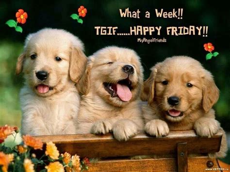 T Happy Friday Pictures Photos And Images For