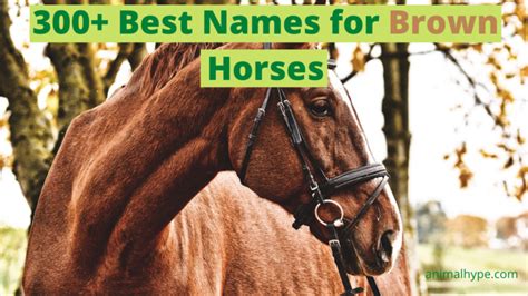 345 Brown Horse Names To Get Your Creative Ride On Animal Hype