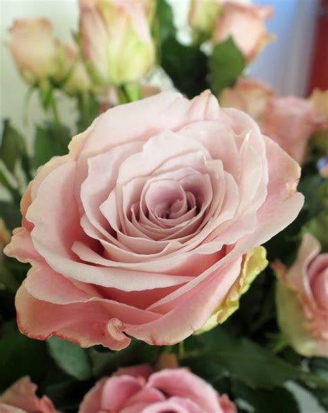Faith Rose Dusky Pink Rose Varieties Pinterest Gardens Roses