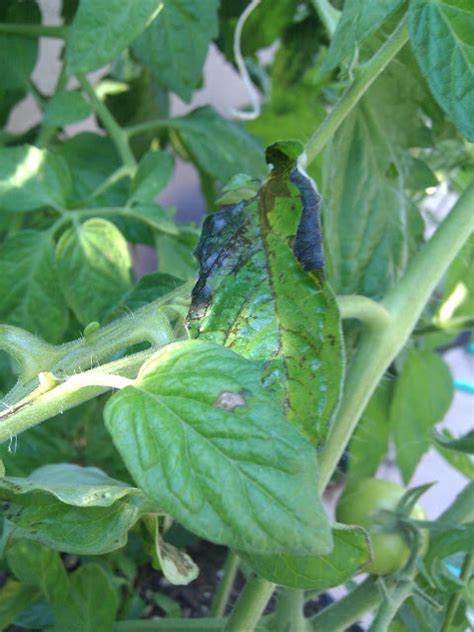 Leaves Turning Black On Tomato Plants With Pics Gardening Forum