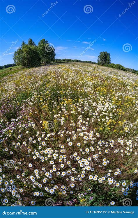 Beautiful Colorful Summer Meadow With Flower Texture On Green