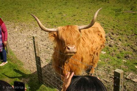 Una Visita A La Vaca De Las Tierras Altas De Escocia