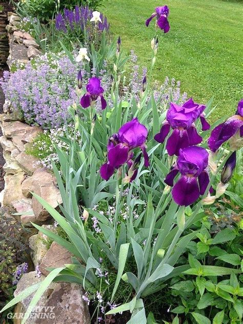 Purple Perennial Flowers 24 Brilliant Choices For Gardens Purple