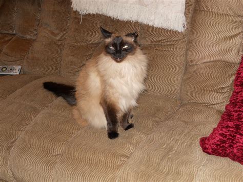 Balinese Cat For Adoption The W Guide