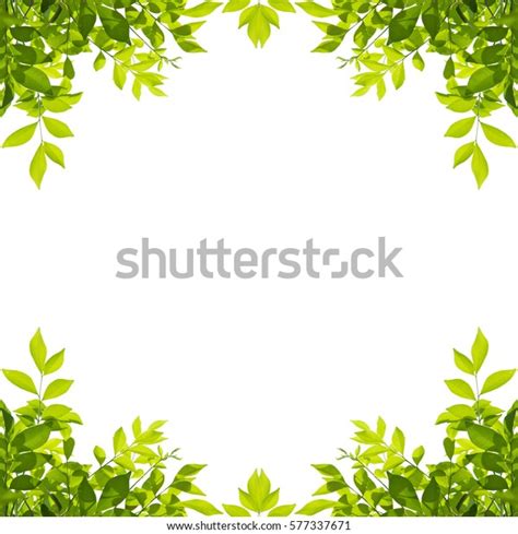 Green Leaf Border Isolated On White Stock Photo Edit Now 577337671