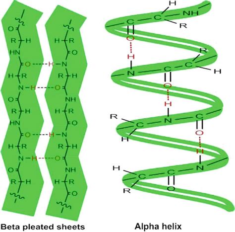 Secondary Structures Of Keratin Protein Beta Pleated Sheets And Alpha