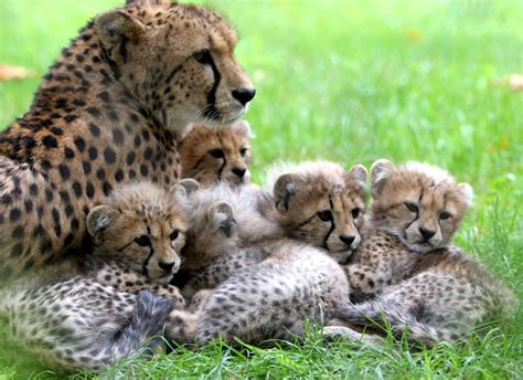 Fotos Chitas Do Jardim Zoológico Com Cinco Novos Bebés