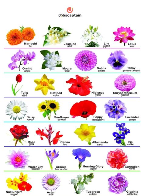 An Incredible Compilation Of Full 4K Flower Images With Names Over