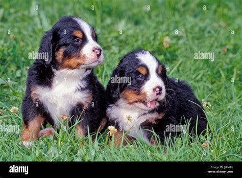 Two Puppies Hi Res Stock Photography And Images Alamy