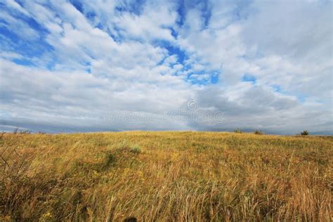 Steppe In Ukraine Steppe Plants Stipa Borysthenica Festuca Valesiaca