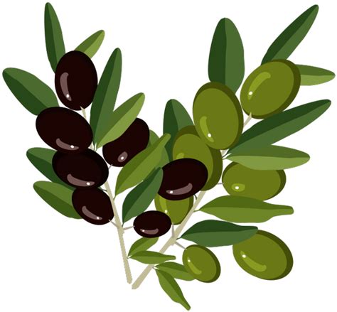 Оливки Веточка Оливы Olive Branch Clipart Full Size Clipart
