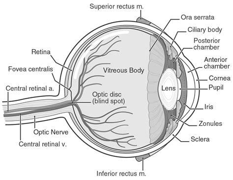 Human Eye Diagram Eye Anatomy Eye Diagram