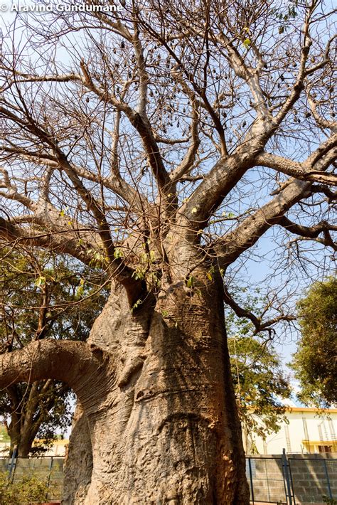 Baobab trees of Savanur - Treks and Travels