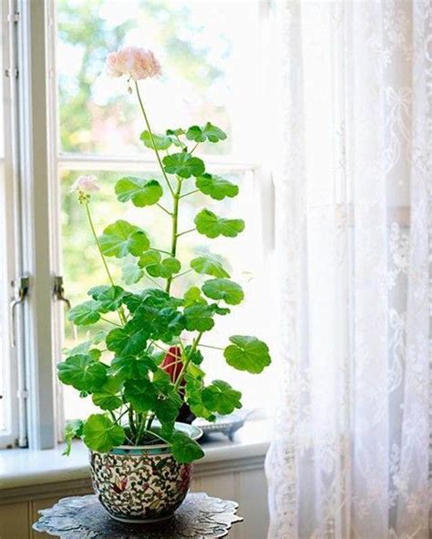 How To Grow Geranium Indoors Year Round Balcony Garden Web