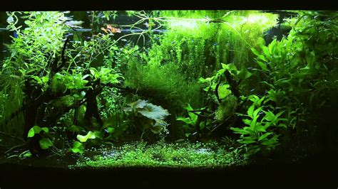 47 Aquarium Hd 1080p Wallpaper