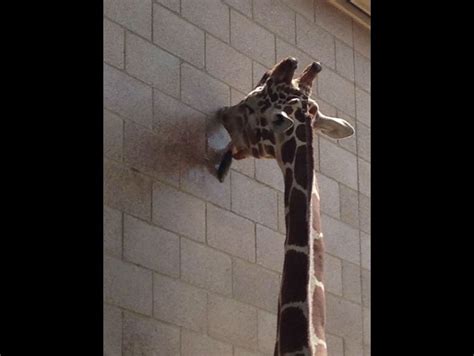 238 Best Images About Giraffes On Pinterest Animals