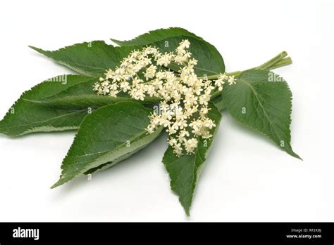 Black Elder European Elderberry Sambucus Nigra Medicinal Plant