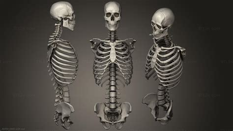 Anatomy Of Skeletons And Skulls March17 Torso Study Full Skeletal
