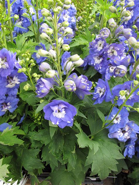 Larkspur Delphinium Aurora Blue Plants4home