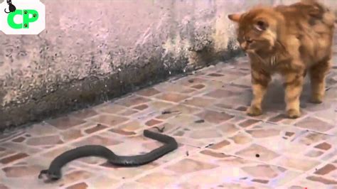 Cats Vs Snakes Fighting Best Compilation Youtube
