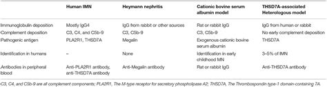 Frontiers Immunological Pathogenesis Of Membranous Nephropathy Focus