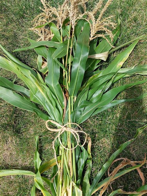 How To Dry Your Own Corn Stalks For Fall Decorating In 4 Easy Steps