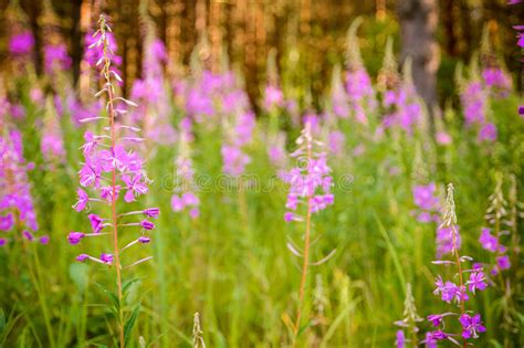 Pink Flowers Of Fireweed Epilobium Or Chamerion Angustifolium In The