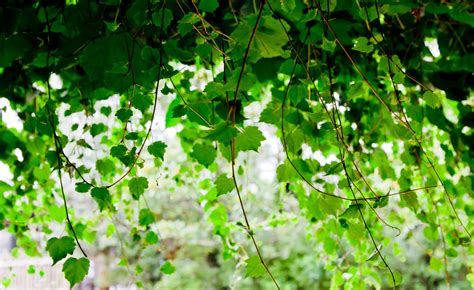 Photography Nature Plants Vines Leaves Depth Of Field Wallpapers
