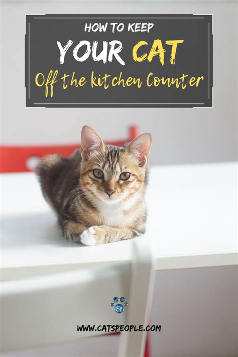 It is essential to understand why they want to be on your counters and meeting that need in other ways that make you both happy. How To Keep Your Cat Off Counters in 2020 | Cat parenting ...