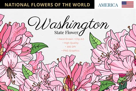 Washington State Flower Graphic By Hanatist Studio · Creative Fabrica